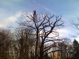 Reductions, Fells, Replanting, Storm damaged trees, Pauls Trees of Waltham Abbey