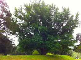 Pests and diagnosis of ill health in trees, Cuffley