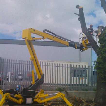 Dismantle dead Oak tree, Wickford