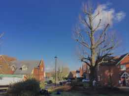 Tree Surgeon, Council TPO tree work undertaken, Ongar Essex