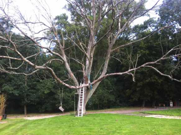 Diagnosis of disease in trees, North London 07525 815259