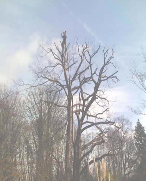 Tree felling service North London