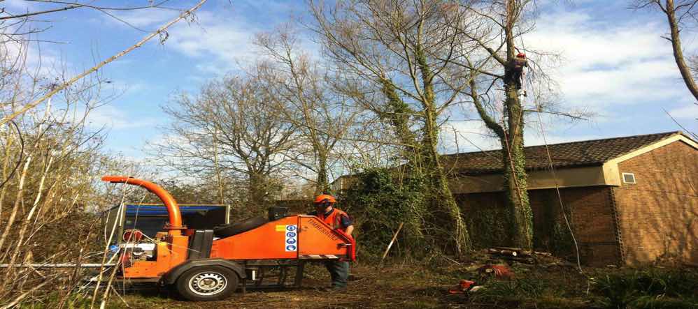 Tree Pruning Harlow